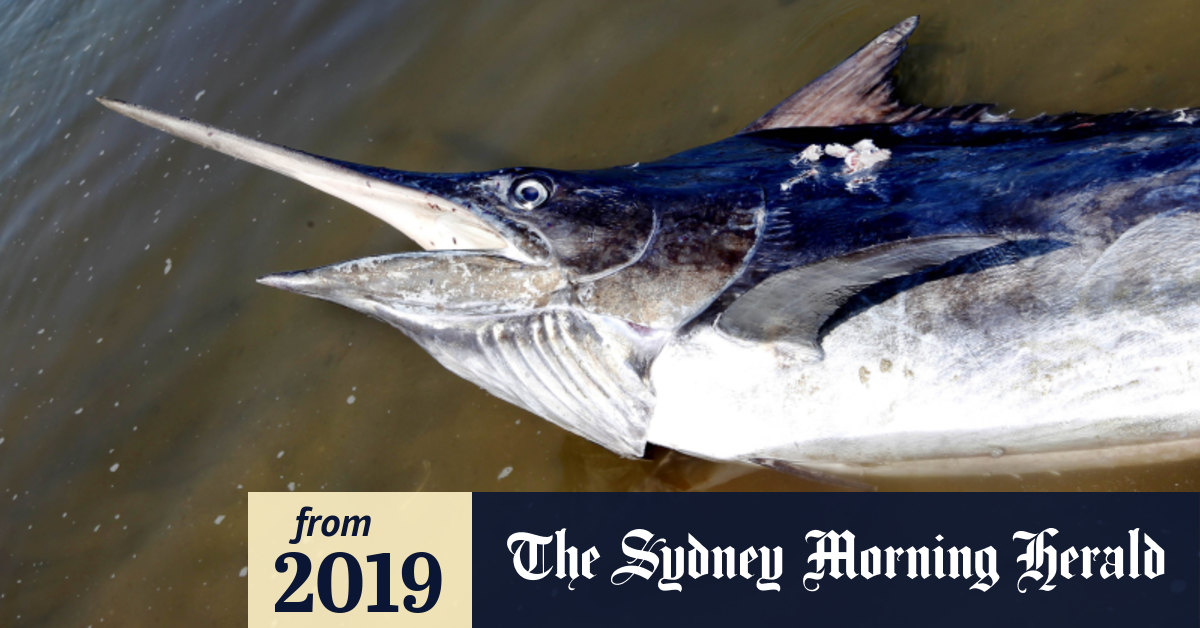 Brothers badly injured after marlin jumps into their boat